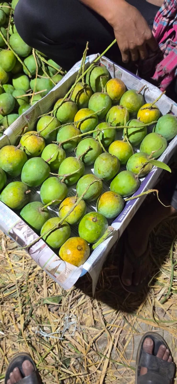 Mango ( খাঁটি আম )