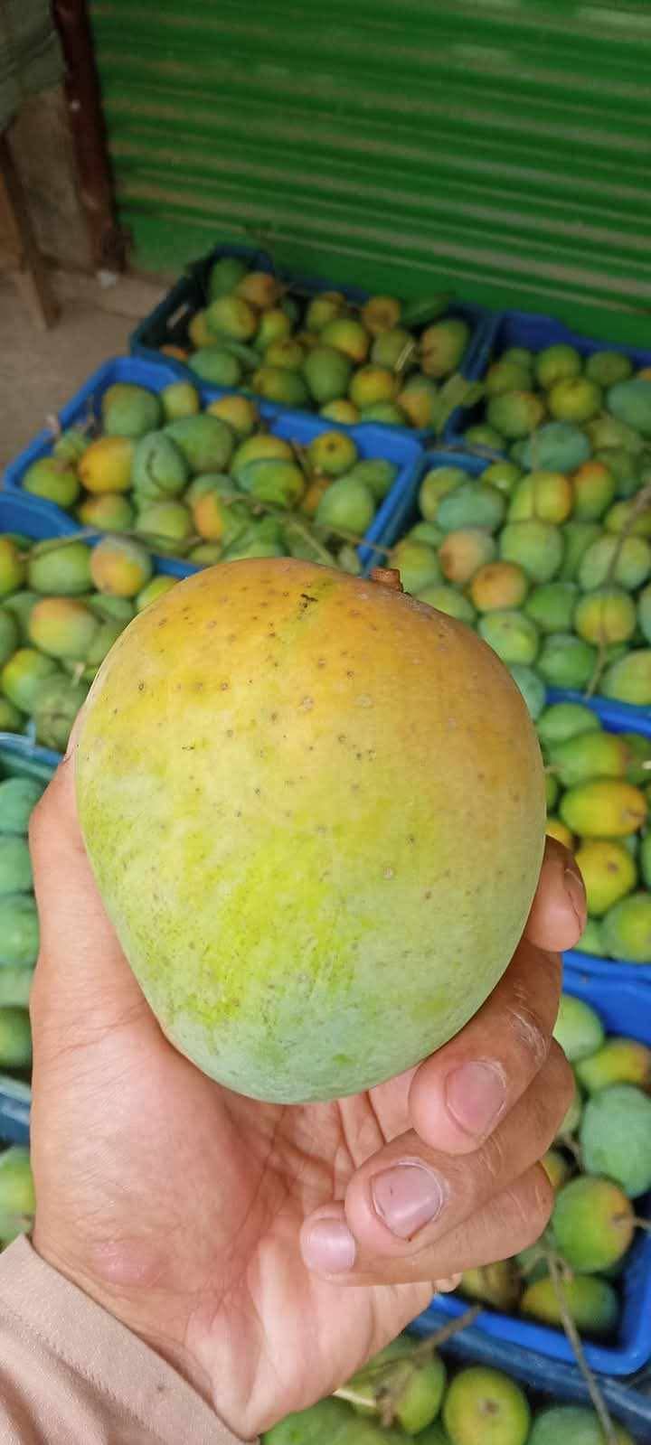 Mango ( খাঁটি আম )