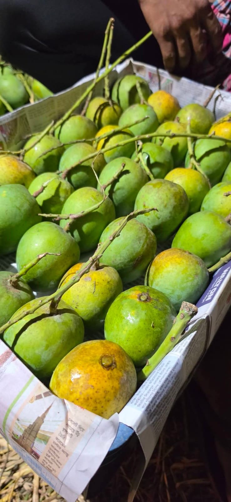Mango ( খাঁটি আম )