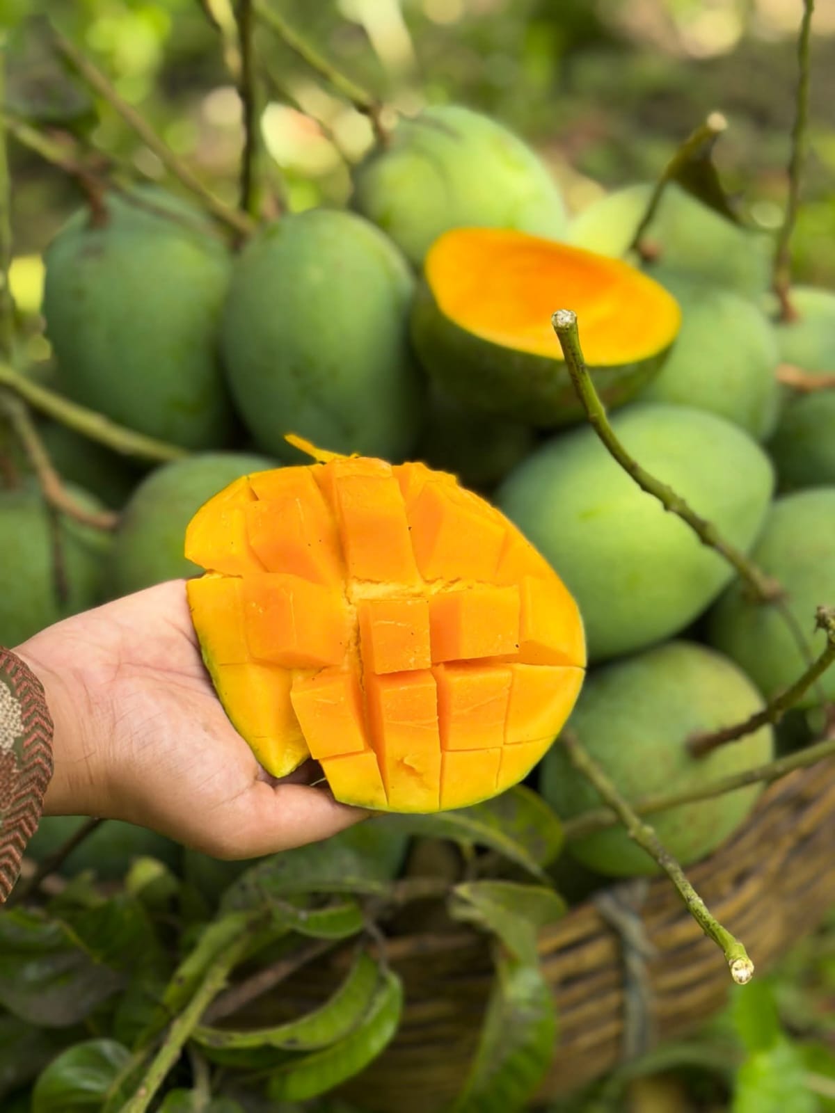 Mango ( খাঁটি আম )